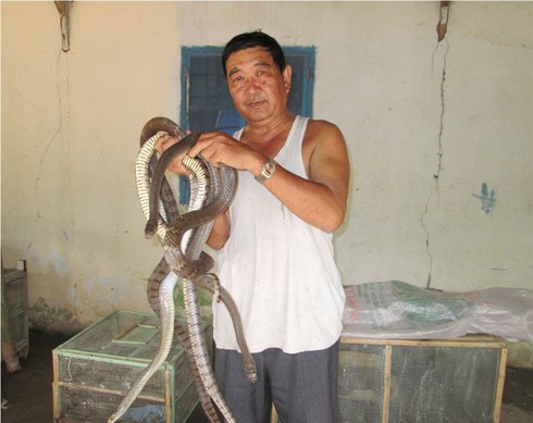 Người nuôi rắn hổ hèo khóc ròng... - ảnh 1