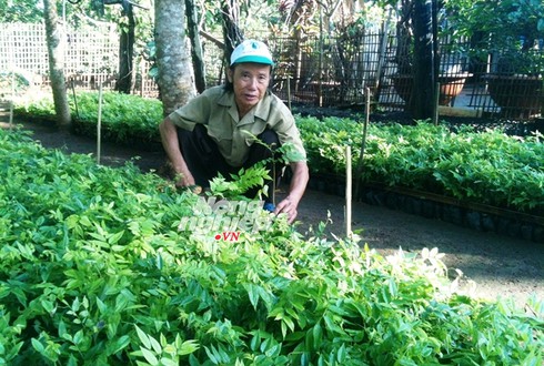 Cơn sốt sưa giống khiến dân lao vào chặt điều, cao su - ảnh 1