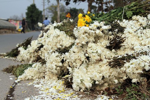 Hoa Tây Tựu chặt bỏ đầy đồng, dân HN vẫn mua giá đắt - ảnh 1