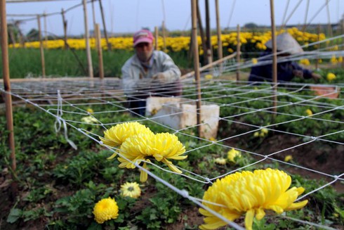 Hoa Tây Tựu chặt bỏ đầy đồng, dân HN vẫn mua giá đắt - ảnh 2