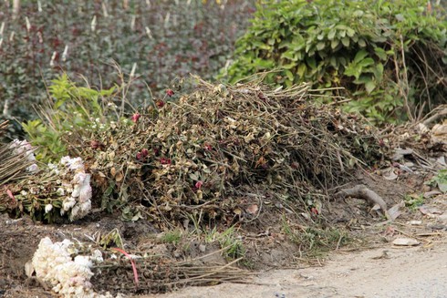 Hoa Tây Tựu chặt bỏ đầy đồng, dân HN vẫn mua giá đắt - ảnh 4