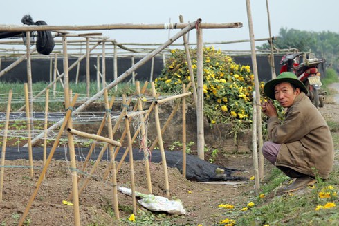 Hoa Tây Tựu chặt bỏ đầy đồng, dân HN vẫn mua giá đắt - ảnh 5