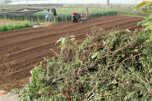 Hoa Tây Tựu chặt bỏ đầy đồng, dân HN vẫn mua giá đắt - ảnh 6