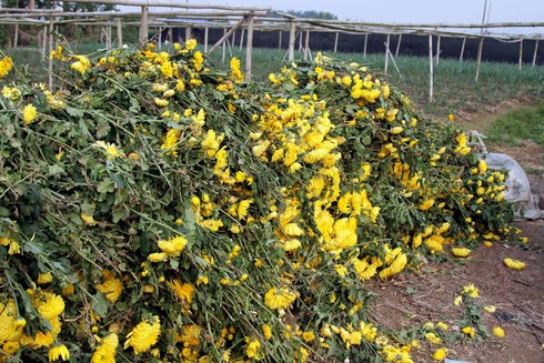 Hoa Tây Tựu chặt bỏ đầy đồng, dân HN vẫn mua giá đắt - ảnh 7