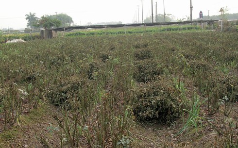 Hoa Tây Tựu chặt bỏ đầy đồng, dân HN vẫn mua giá đắt - ảnh 9