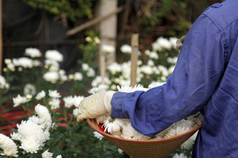 Hoa Tây Tựu chặt bỏ đầy đồng, dân HN vẫn mua giá đắt - ảnh 11