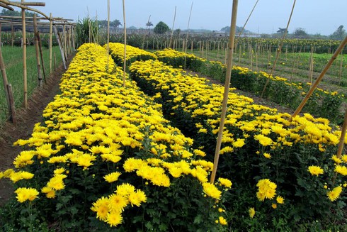 Hoa Tây Tựu chặt bỏ đầy đồng, dân HN vẫn mua giá đắt - ảnh 8