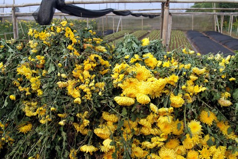 Hoa Tây Tựu chặt bỏ đầy đồng, dân HN vẫn mua giá đắt - ảnh 12