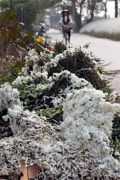 Hoa Tây Tựu chặt bỏ đầy đồng, dân HN vẫn mua giá đắt - ảnh 10