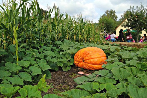 Lùng mua hạt giống bí ngô khổng lồ, cà rốt cầu vồng lạ mắt giá
