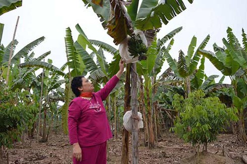 Làng chuối tiến vua dịp Tết
