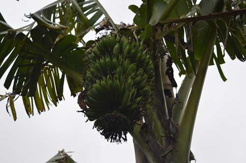 Làng chuối tiến vua dịp Tết