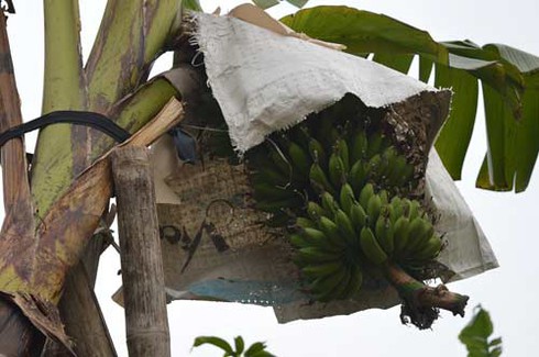 Làng chuối tiến vua dịp Tết