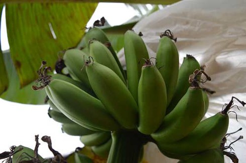 Làng chuối tiến vua dịp Tết