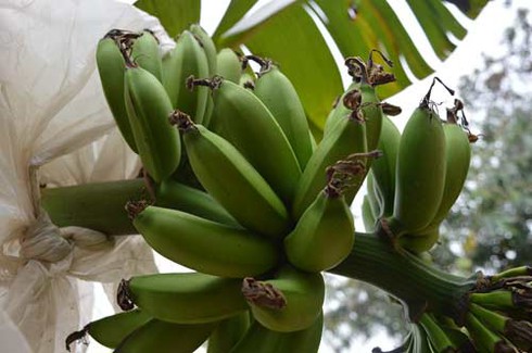 Làng chuối tiến vua dịp Tết