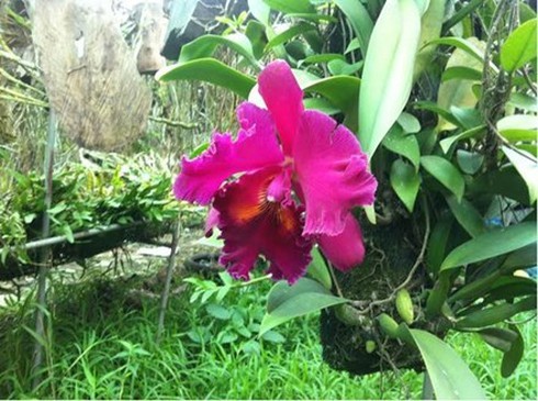 Cây lan nghìn đô 15 năm mới nở hoa ở Hà Nội - ảnh 1