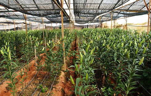 Sau Tết, người trồng lily thua lỗ nặng - ảnh 1