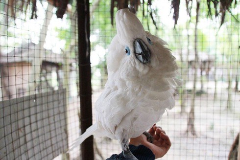 Nhân giống vẹt trăm triệu từ 4 quả trứng ở Việt Nam - ảnh 1