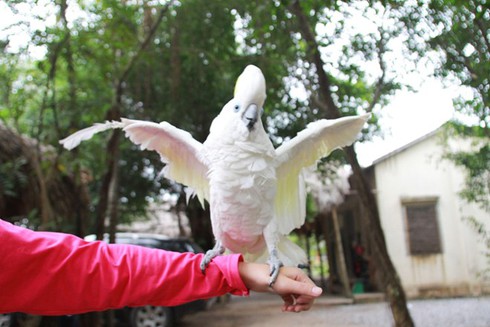 Nhân giống vẹt trăm triệu từ 4 quả trứng ở Việt Nam - ảnh 2