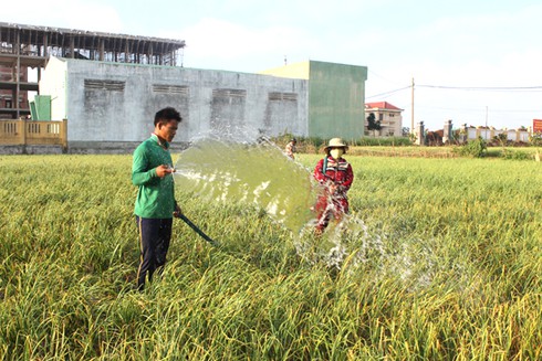Bấp bênh tỏi Lý Sơn hết mùa sốt giá - ảnh 1