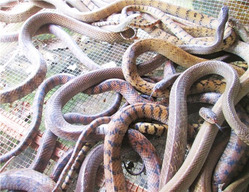 Trăn, rắn, cá sấu cùng đua giảm giá - ảnh 1