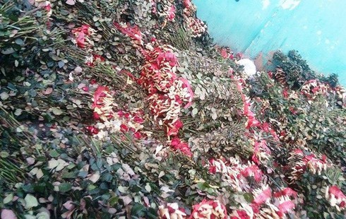 Hàng tấn hoa hồng tươi bị đổ bỏ sau ngày 8/3 - ảnh 1