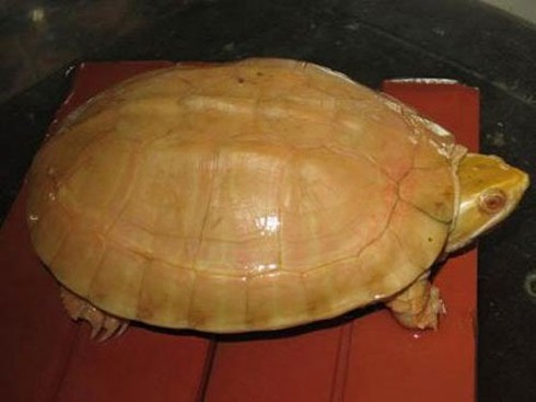 Đại gia