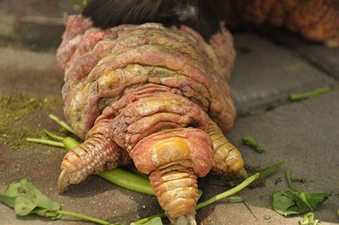 Đại gia