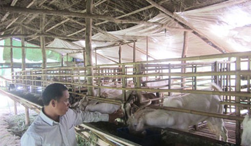 Triệu phú nuôi dê ở miền Tây - ảnh 1