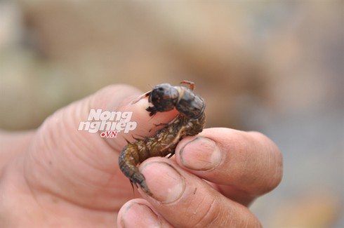 Rợn người với món 'rết nước' - ảnh 2
