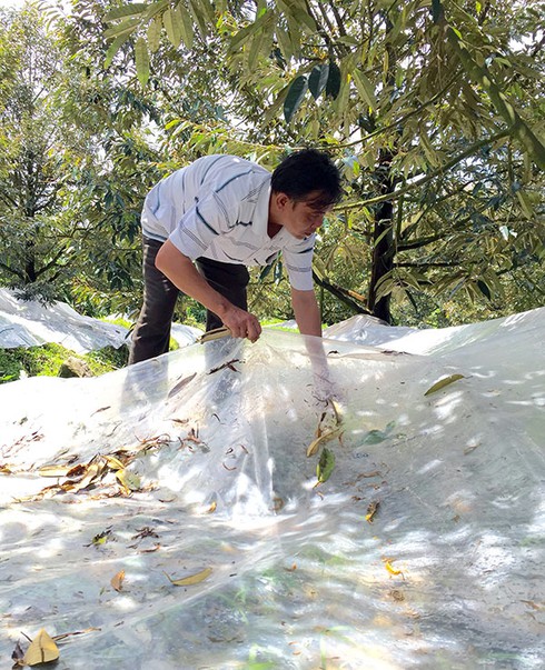 Lâm Đồng đã có sầu riêng trái vụ - ảnh 1