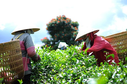 Chè Ô long nghẽn xuất khẩu, các công ty ngừng thu mua - ảnh 1