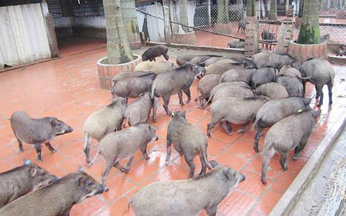 Con đặc sản đắt đỏ, mênh mông đầu ra - ảnh 2