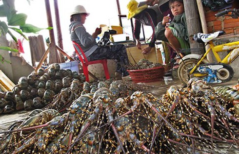 Thương lái Trung Quốc độc quyền ép giá mua tôm hùm, không thể can thiệp - ảnh 1
