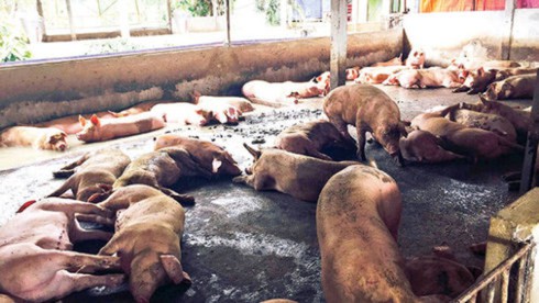 Bộ trưởng Cao Đức Phát: Mấy chục tỷ lo miếng ăn an toàn không làm được là sao? - ảnh 1