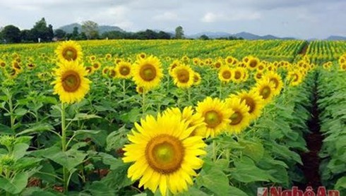 Từ cánh đồng hướng dương xứ Nghệ - ảnh 1