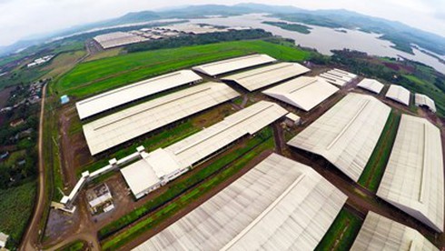 Từ cánh đồng hướng dương xứ Nghệ - ảnh 3