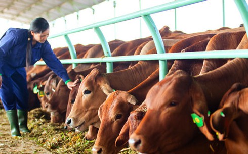 Chuyện nợ nần và chuỗi ngày đen đủi của Bầu Đức - ảnh 1