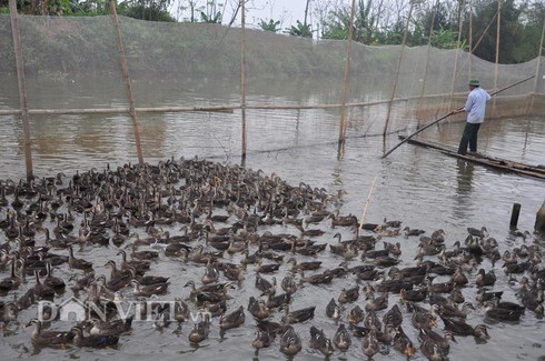 Giáp Tết, vịt trời sạch giá vọt gấp đôi vẫn “cháy hàng” - ảnh 1