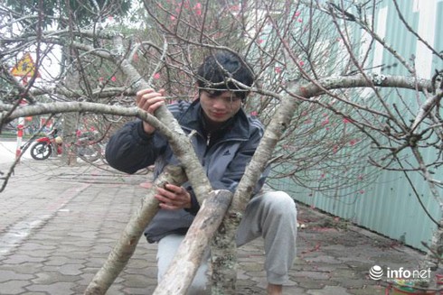 Đào rừng, đào cổ bạc triệu đổ về Hà Nội - ảnh 3