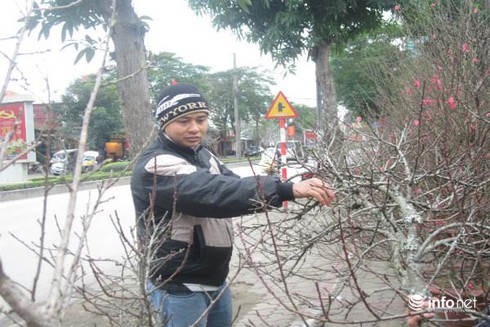 Đào rừng, đào cổ bạc triệu đổ về Hà Nội - ảnh 6