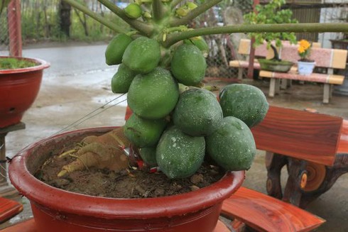 Ngắm bon sai đu đủ giá chục triệu chơi Tết - ảnh 2