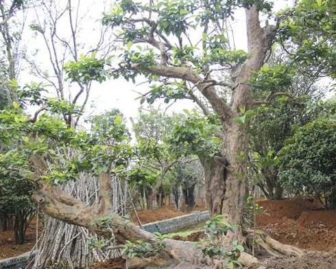 Đánh bạc siêu cây: Mua 30 triệu lãi 300 triệu - ảnh 1