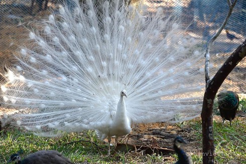 Thông tin hàng ngàn động vật chết hoàn toàn sai sự thật - ảnh 1