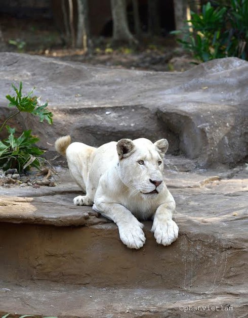 Thông tin hàng ngàn động vật chết hoàn toàn sai sự thật - ảnh 3