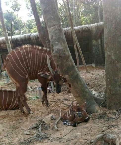Thông tin hàng ngàn động vật chết hoàn toàn sai sự thật - ảnh 4