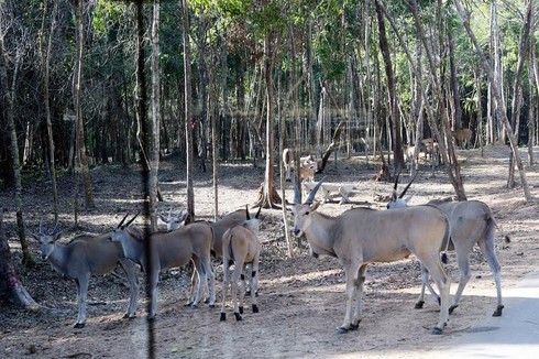 Thông tin hàng ngàn động vật chết hoàn toàn sai sự thật - ảnh 5