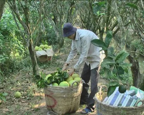 Tạ muối không mua nổi bát phở, gà đeo kính... thu bạc tỷ - ảnh 4