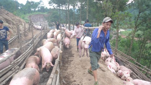 Thương lái Trung Quốc ngưng thu mua ồ ạt, lợn mỡ bắt đầu xuống giá - ảnh 1