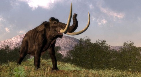 Tại sao những con voi mamut cuối cùng tuyệt chủng? - ảnh 1